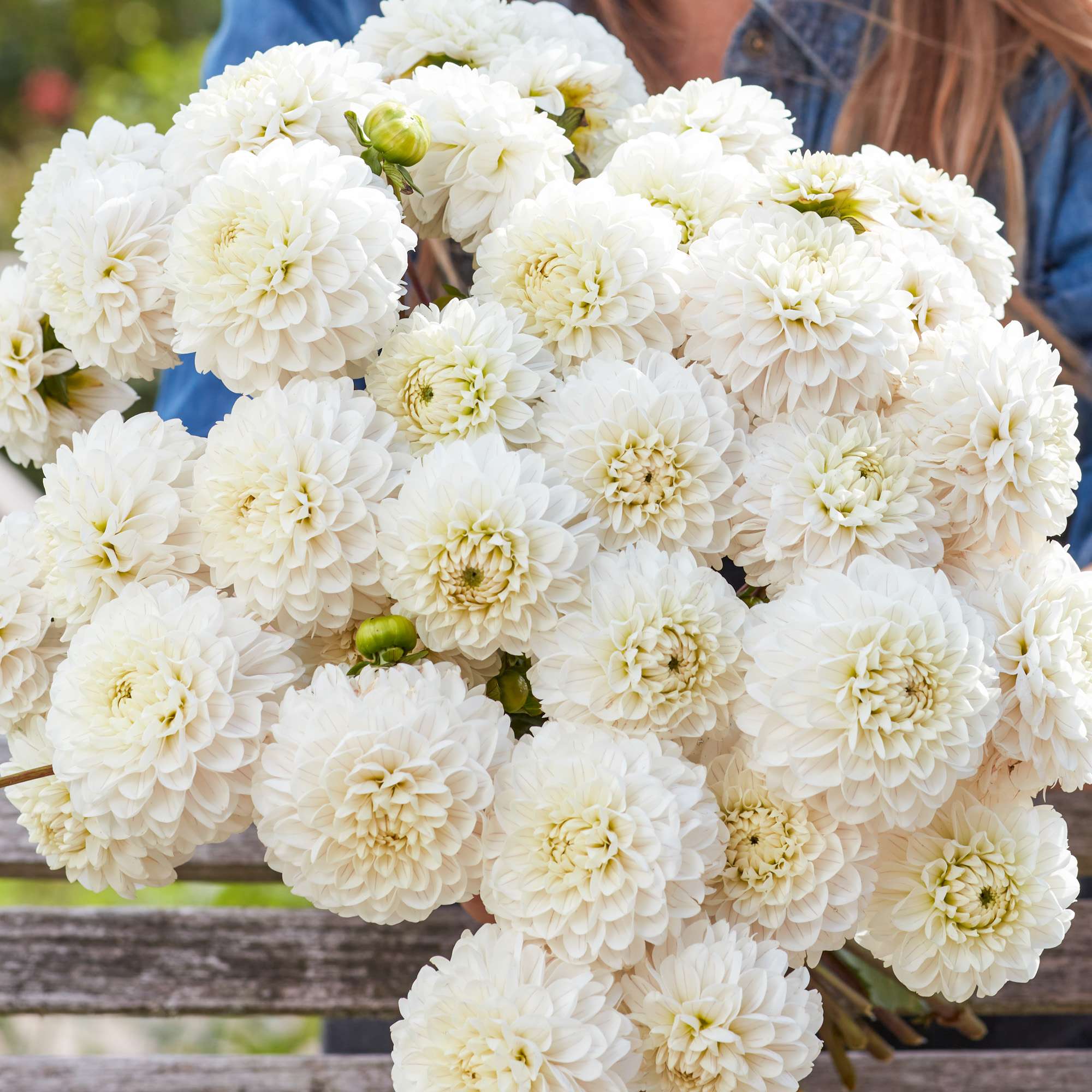Dahlia 'Bazuin Snow Owl'